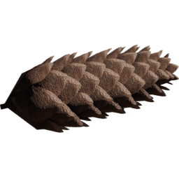 Pinus ponderosa C spring summer autumn