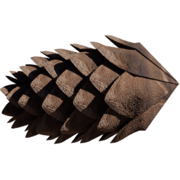 Pinus ponderosa D spring summer autumn