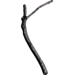 Pinus ponderosa A spring summer autumn