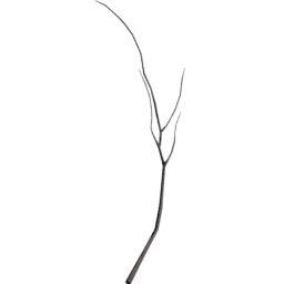 Populus tremuloides A spring summer autumn