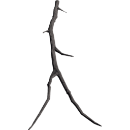 Quercus robur A spring summer autumn