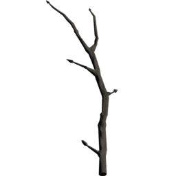 Tilia europaea A spring summer autumn