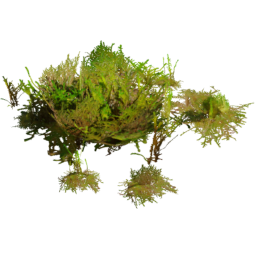 Rhytidiadelphus squarrosus A spring summer autumn