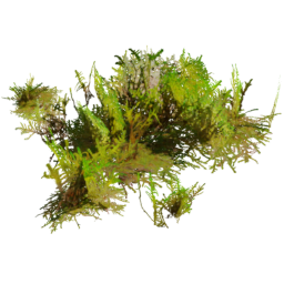 Rhytidiadelphus squarrosus B spring summer autumn