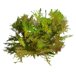 Rhytidiadelphus squarrosus C spring summer autumn