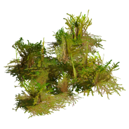 Rhytidiadelphus squarrosus D spring summer autumn