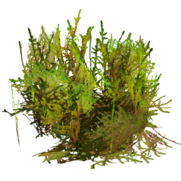 Rhytidiadelphus squarrosus E spring summer autumn