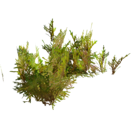 Rhytidiadelphus squarrosus F spring summer autumn