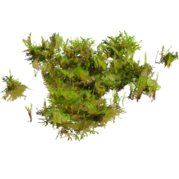 Rhytidiadelphus squarrosus G spring summer autumn