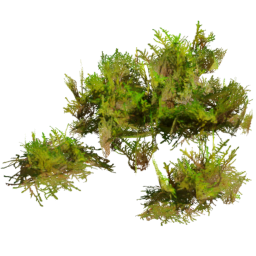 Rhytidiadelphus squarrosus H spring summer autumn