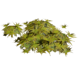 Tortula ruralis A spring summer autumn