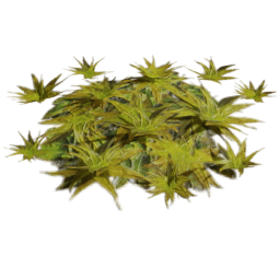 Tortula ruralis B spring summer autumn