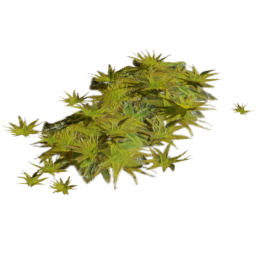 Tortula ruralis C spring summer autumn