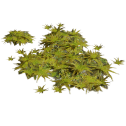 Tortula ruralis D spring summer autumn