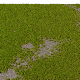 Moss Rhytidiadelphus A spring summer autumn