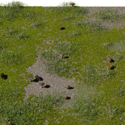 Moss Rhytidiadelphus B spring summer autumn