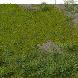 Moss Rhytidiadelphus C spring summer autumn