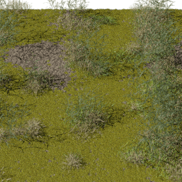 Moss Tortula ruralis A spring summer autumn