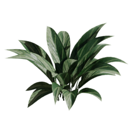 Aspidistra elatior A spring summer autumn