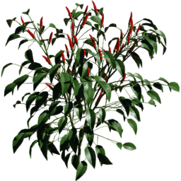 Capsicum annuum A spring summer autumn