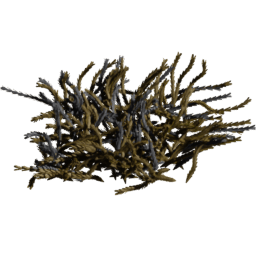 Cassiope tetragona A autumn