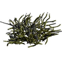 Cassiope tetragona A spring summer