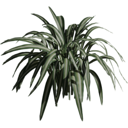 Chlorophytum comosum A spring summer autumn