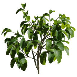 Coffea arabica B spring summer