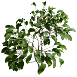 Coffea arabica C spring summer