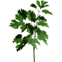 Coriandrum sativum A spring summer autumn