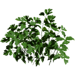 Coriandrum sativum B spring summer autumn