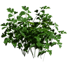 Coriandrum sativum C spring summer autumn