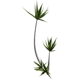 Dracaena reflexa A spring summer autumn