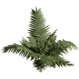 Dryopteris carthusiana A spring summer autumn