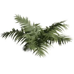 Dryopteris carthusiana B spring summer autumn