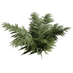 Dryopteris carthusiana C spring summer autumn