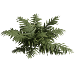 Dryopteris carthusiana D spring summer autumn