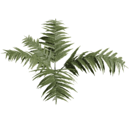 Dryopteris carthusiana E spring summer autumn