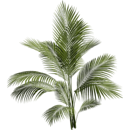 Dypsis lutescens A spring summer autumn