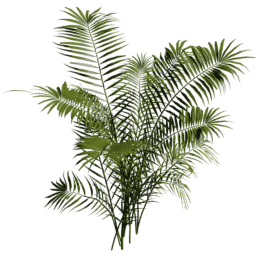 Dypsis lutescens B spring summer autumn