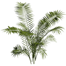 Dypsis lutescens C spring summer autumn