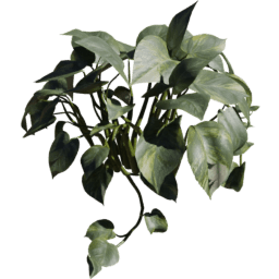 Epipremnum aureum A spring summer autumn