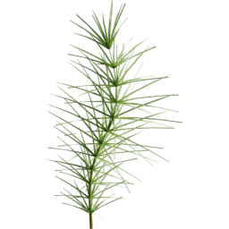 Equisetum arvense A summer