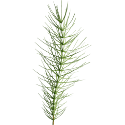 Equisetum arvense B summer