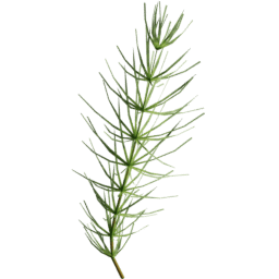 Equisetum arvense C summer