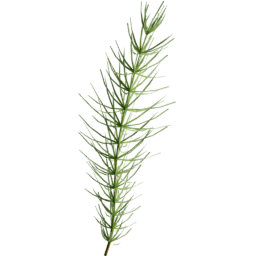 Equisetum arvense D summer