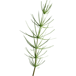 Equisetum arvense E summer