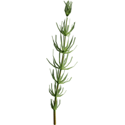 Equisetum arvense F summer