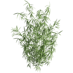 Fargesia murielae A summer