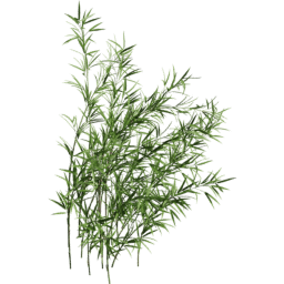 Fargesia murielae B summer